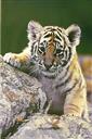 Tigercub
