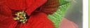 peonyplant